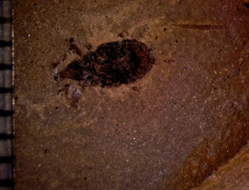 undet. Curculionidae