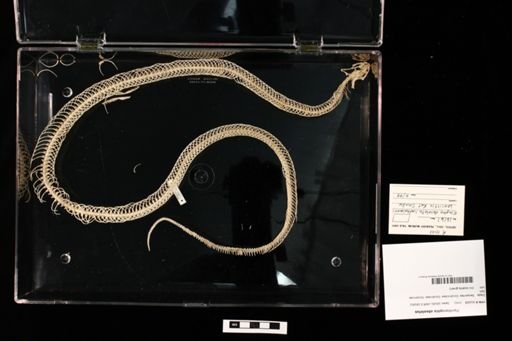 Pantherophis obsoletus