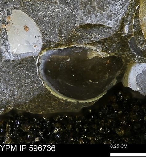Limopsis striatopunctatus