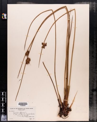 Juncus effusus