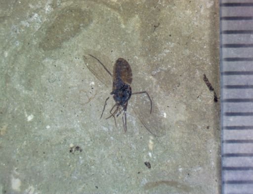undet. Diptera