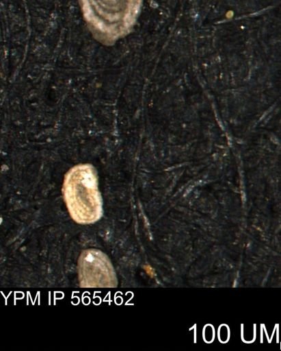 Spirolocammina planula