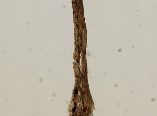 Hymedesmia arndti