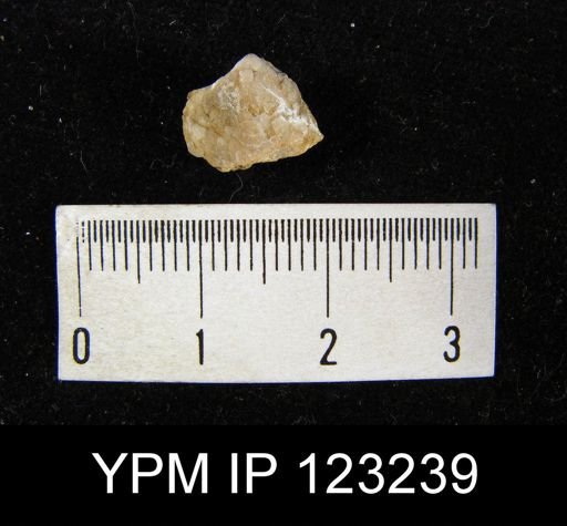 Clorinda clintonensis