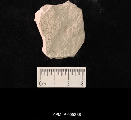 Lemmatophora minuta