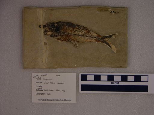 Clupeoidei