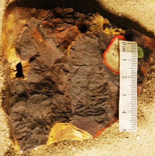 Sequoia fastigiata