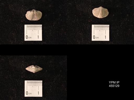Platystrophia sublaticosta