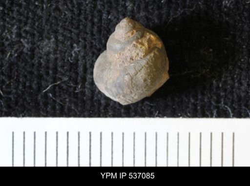Viviparus montanaensis