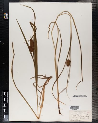 Carex squarrosa