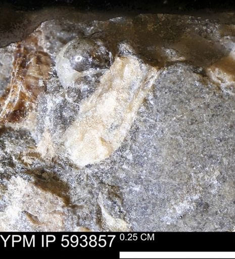 undet. Mollusca