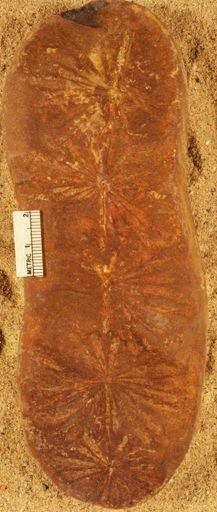 Annularia