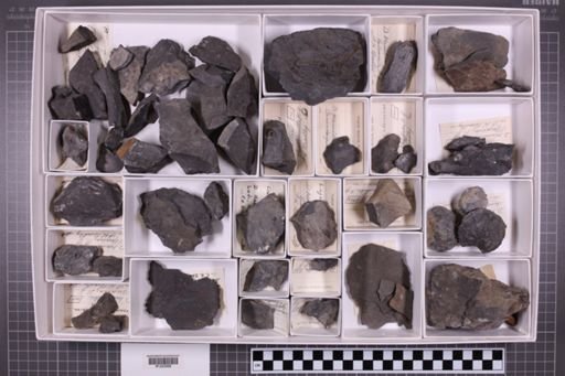 mixed taxa, stratigraphic collection