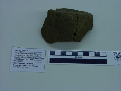 Cimoliasaurus sp.