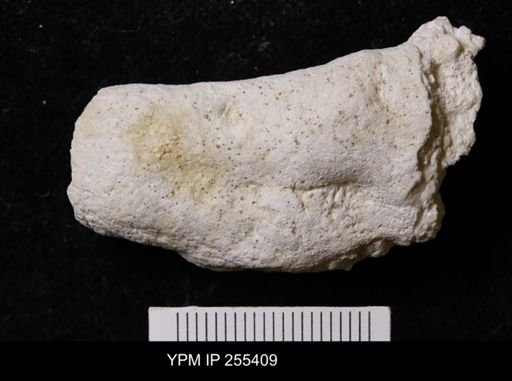 Porifera