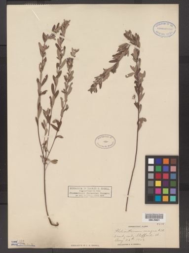 Helianthemum bicknellii