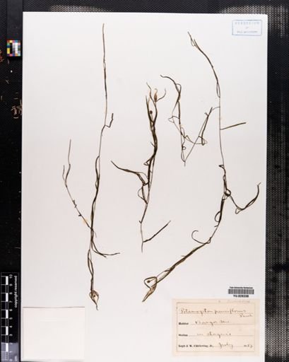 Potamogeton