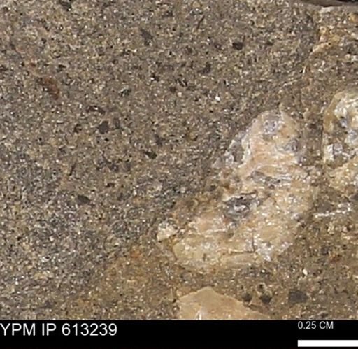 Scaphites sp.