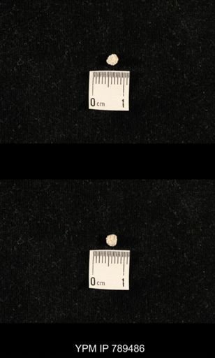undet. Bryozoa