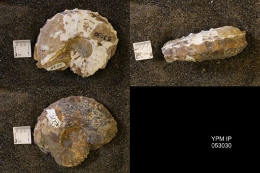 Discoscaphites gulosus