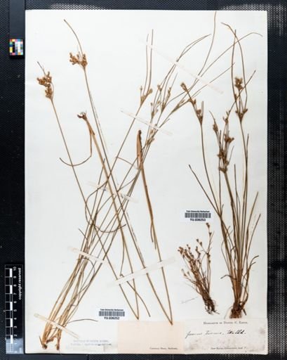 Juncus tenuis