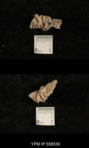 Punctospirifer sp.