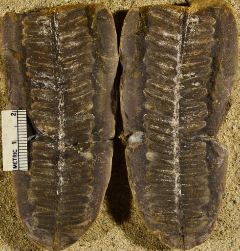 Pecopteris