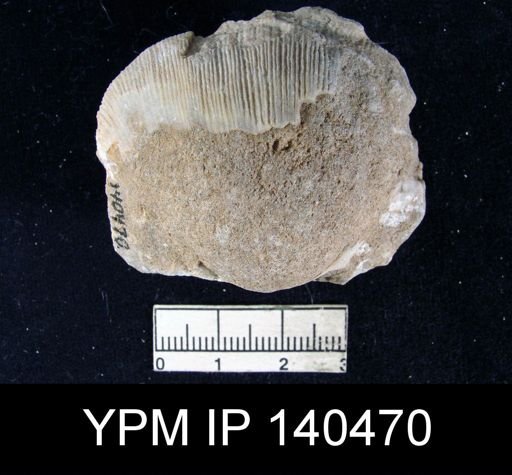 Derbya hemisphaerica