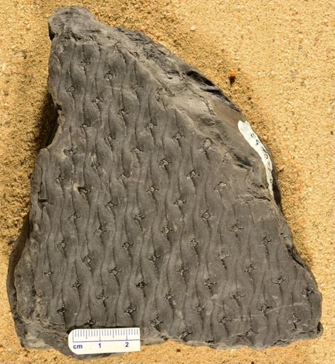 Lepidodendron sp.