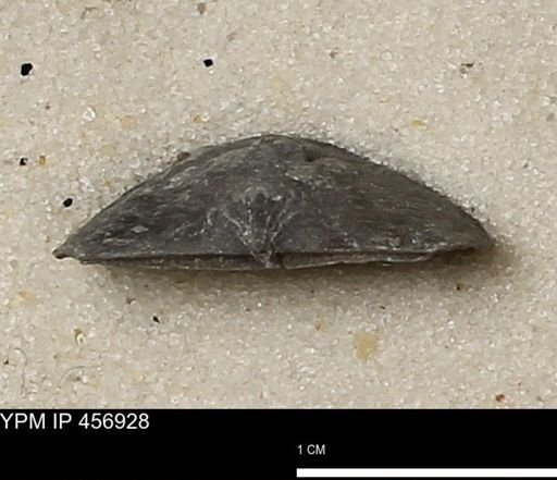 Stropheodonta sp.