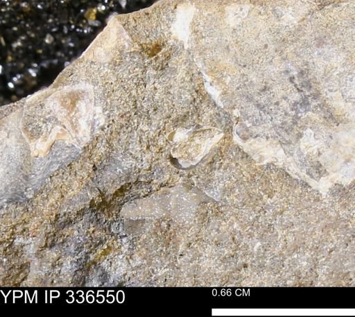 undet. Mollusca
