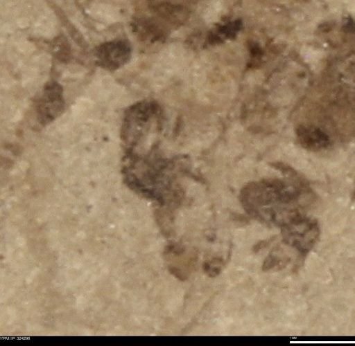 undet. Insecta