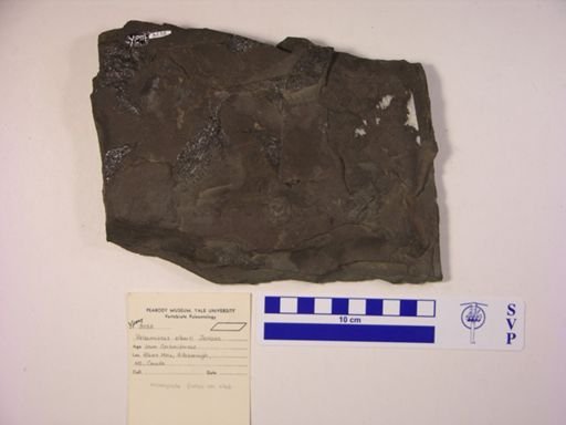 Palaeoniscus alberti