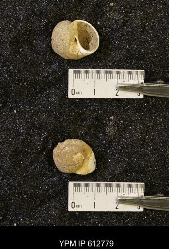 Vanikoropsis sp.