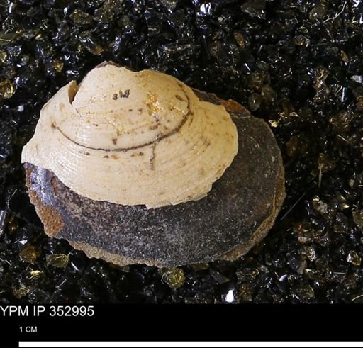 Limopsis striatopunctatus