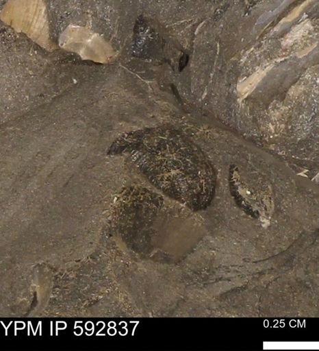 undet. Bivalvia