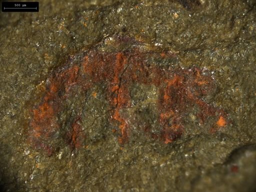 undet. Lobopodia