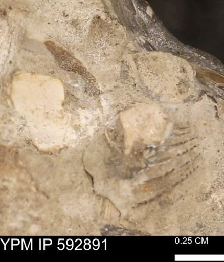 undet. Bivalvia