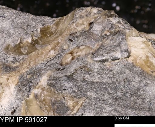 Promicroceras planicosta
