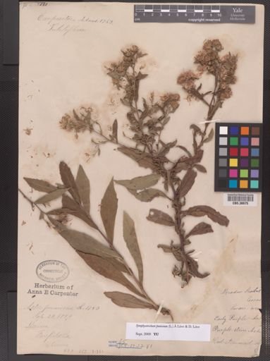 Symphyotrichum puniceum