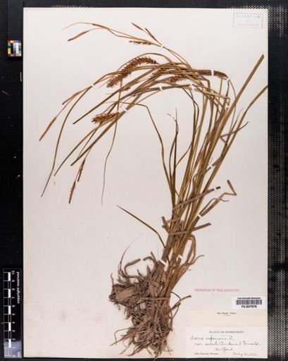 Carex vesicaria