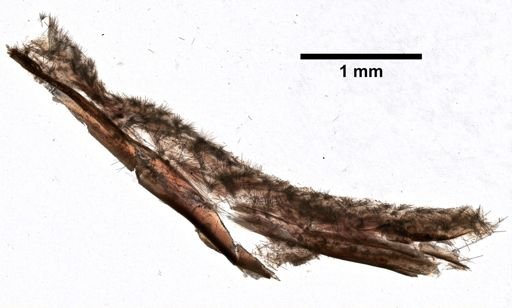 Microciona microchela