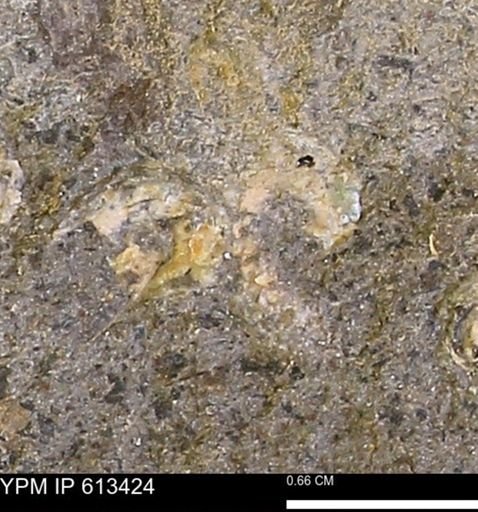Scaphites sp.
