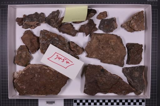 mixed taxa, stratigraphic collection