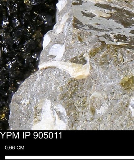 undet. Mollusca