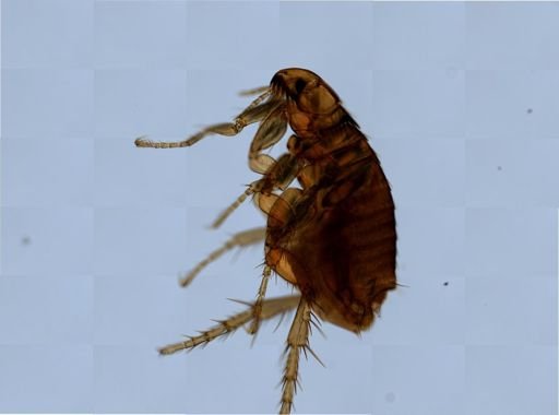 Ctenocephalides felis