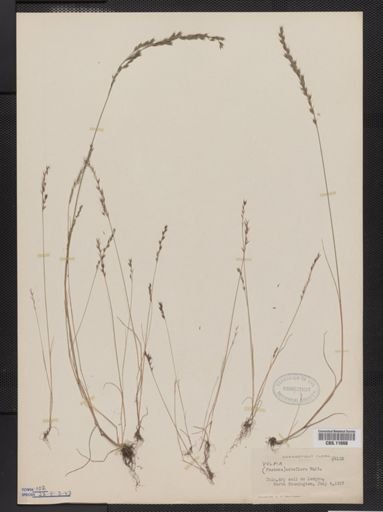 Vulpia octoflora