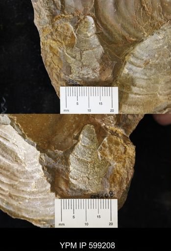 Tenuipteria fibrosa