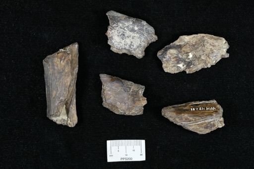 Ichthyodectes