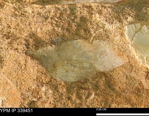 undet. Mollusca